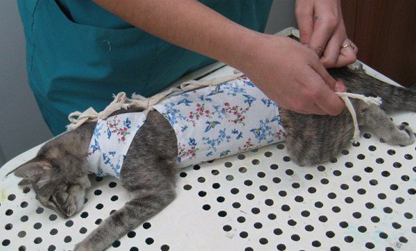 Сколько носить попону после стерилизации кошки