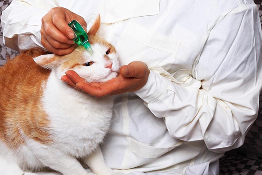 Антибиотики для кошек