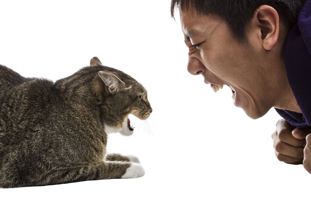 Агрессивный кот: основные причины и решение проблемы