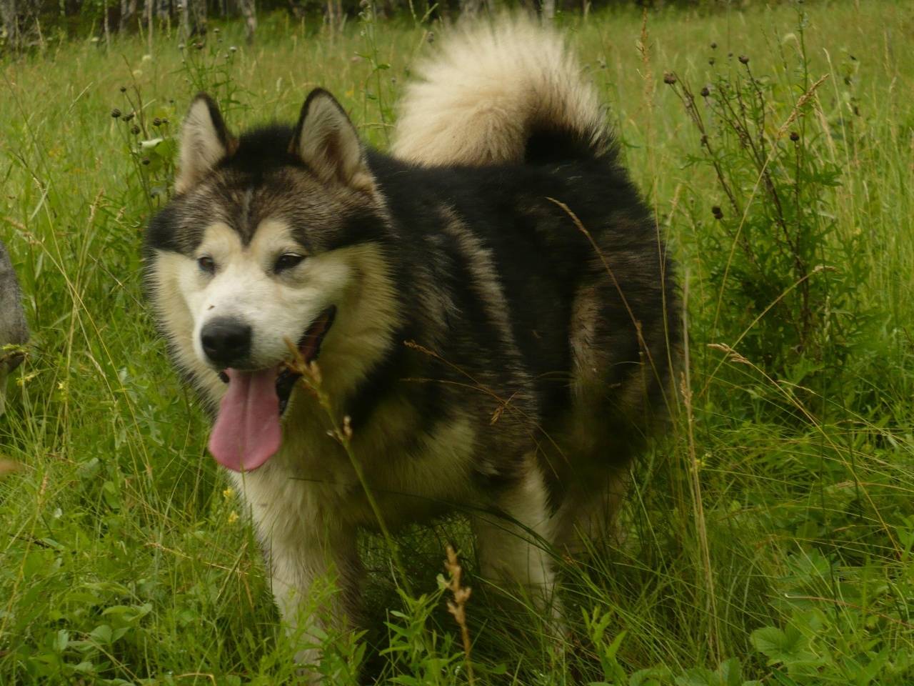 Аляскинский маламут — ездовая собака с интересной историей
