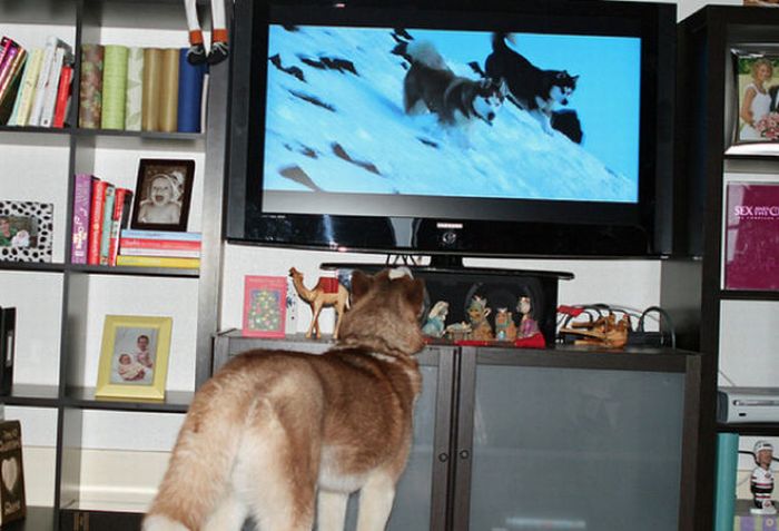 Осмысленно ли животные смотрят телевизор?