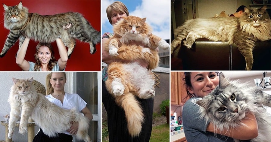Большие коты — примеры названий самых крупных пород животных