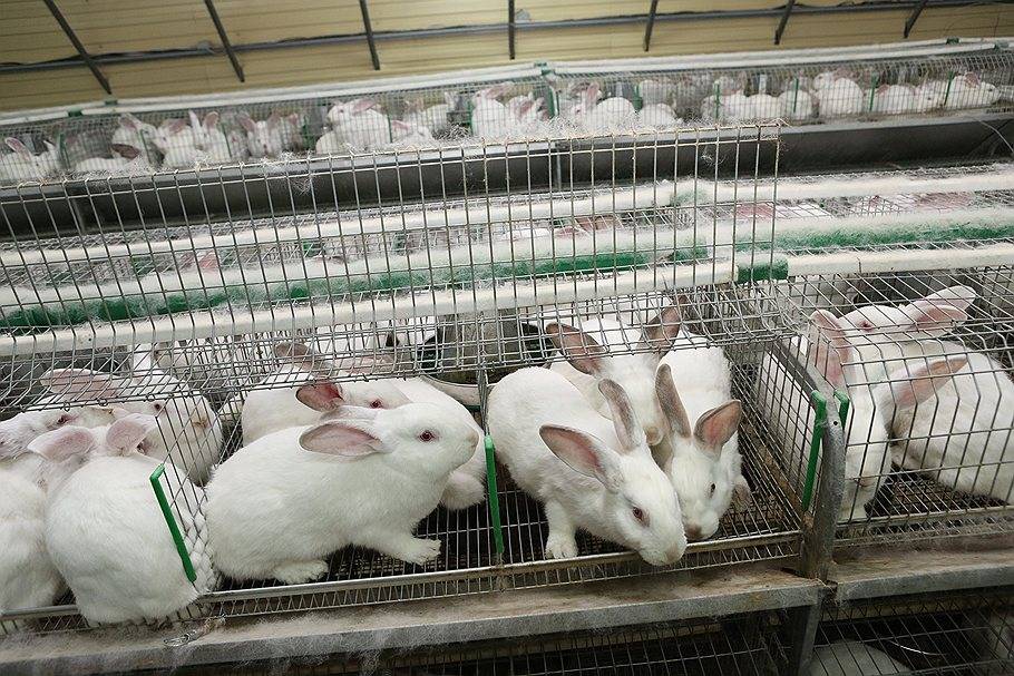 Кроличья ферма для кролиководства своими руками