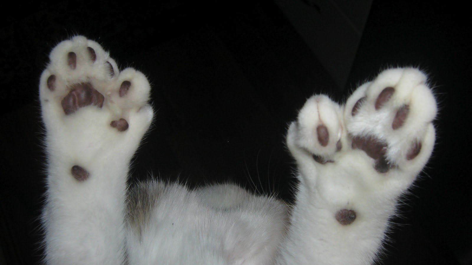 Сколько пальцев у кошки