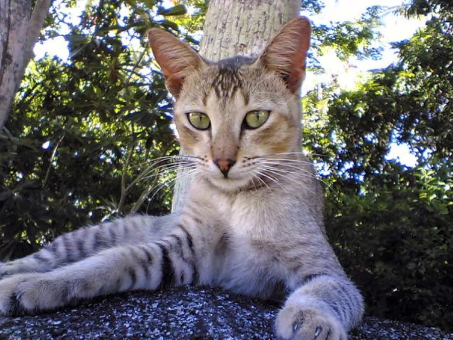 Цейлонская кошка (цейлонский кот)