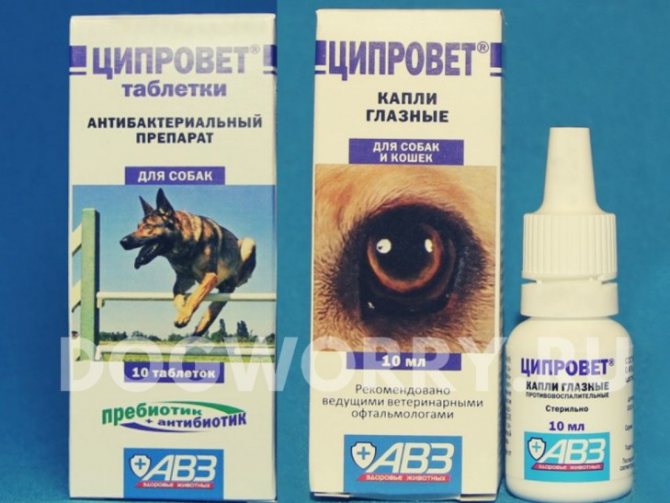 Инструкция по применению ветеринарного препарата Ципровет