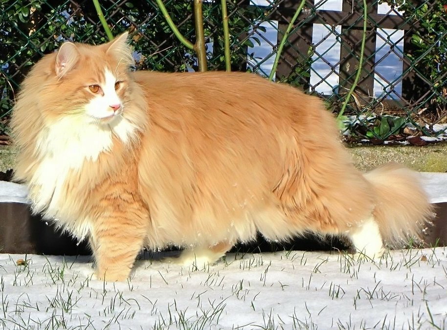 Норвежская лесная кошка — описание скандинавских котов