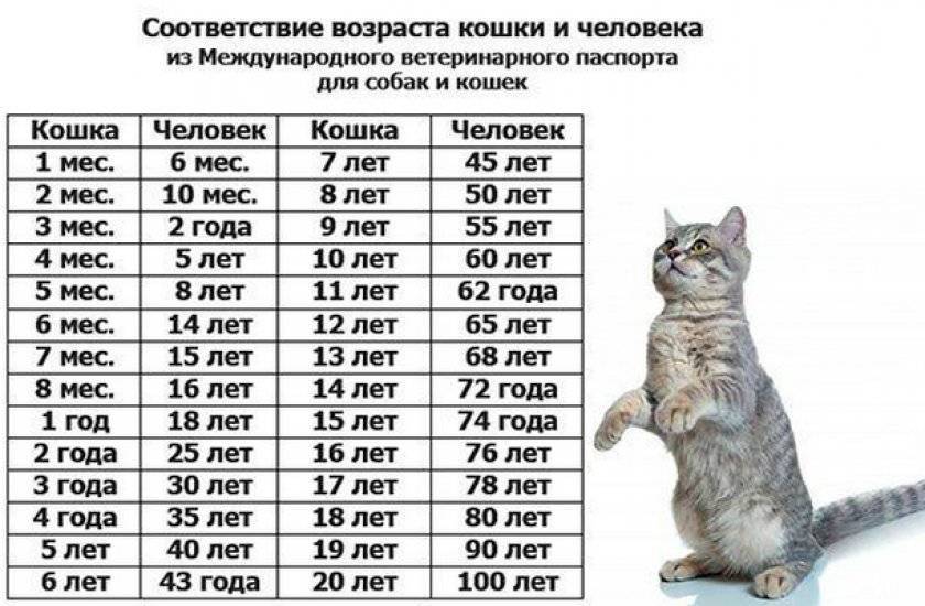 Сколько живут коты: рейтинг котов долгожителей