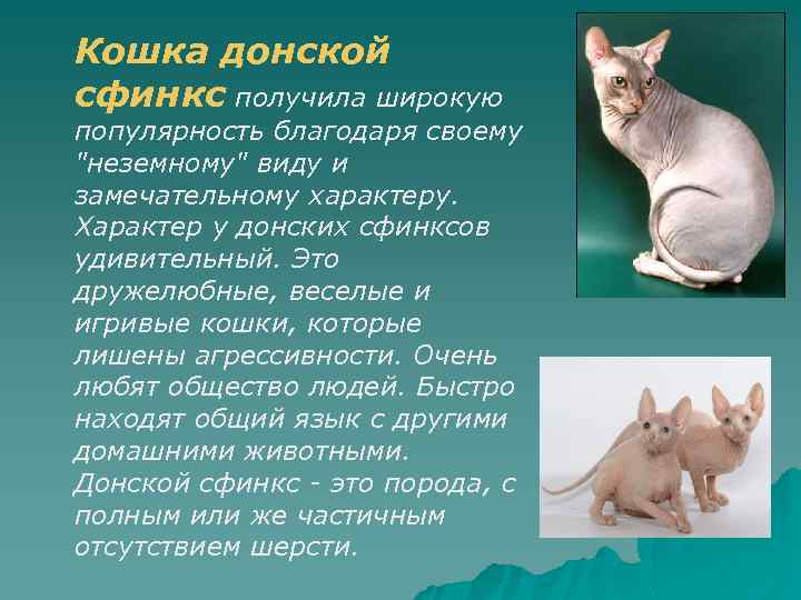 Порода кошек донской сфинкс