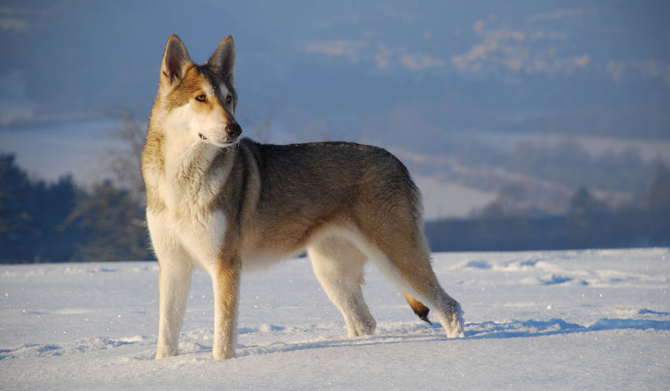 Бояться нечего — это волчья собака Сарлоса