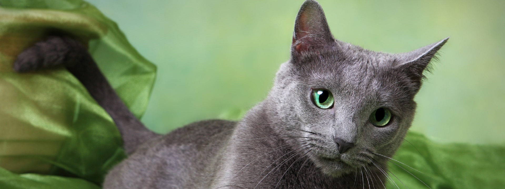 Русская голубая кошка: описание породы и характера