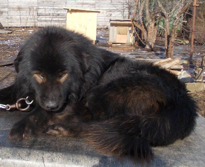 Монгольская овчарка банхар (монгольская пастушья собака)