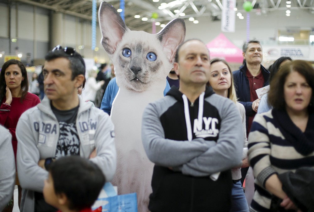 Средиземноморская выставка кошек