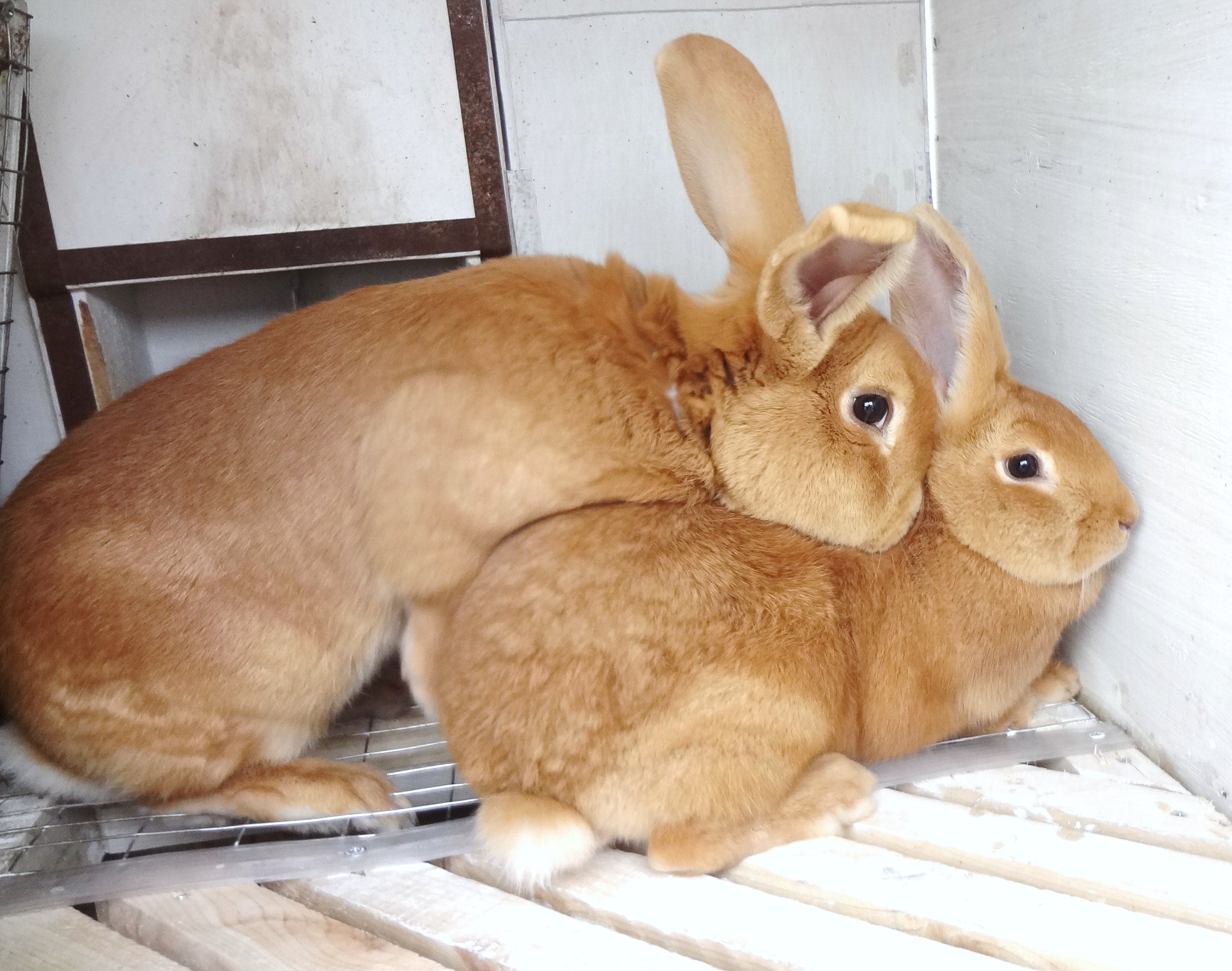 Спаривание кроликов: сроки случки, как размножаются в домашних условиях