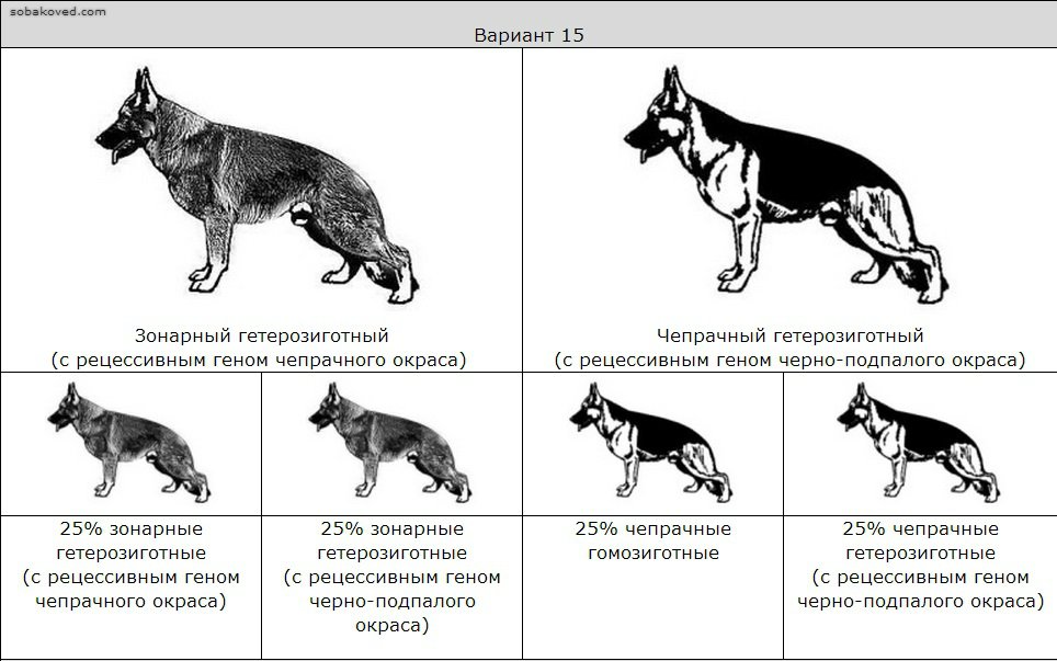 Как определить щенка немецкой овчарки от дворняги