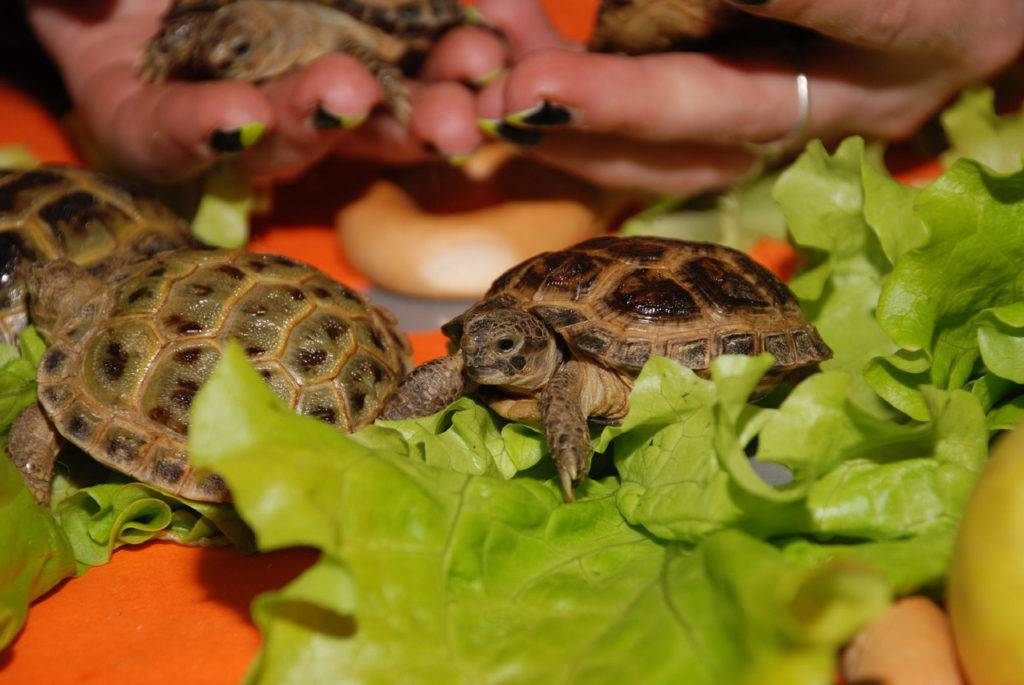 Домашняя черепаха — питание, уход и сколько стоит
