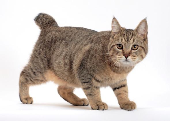 Пиксибоб кошка — интересная порода