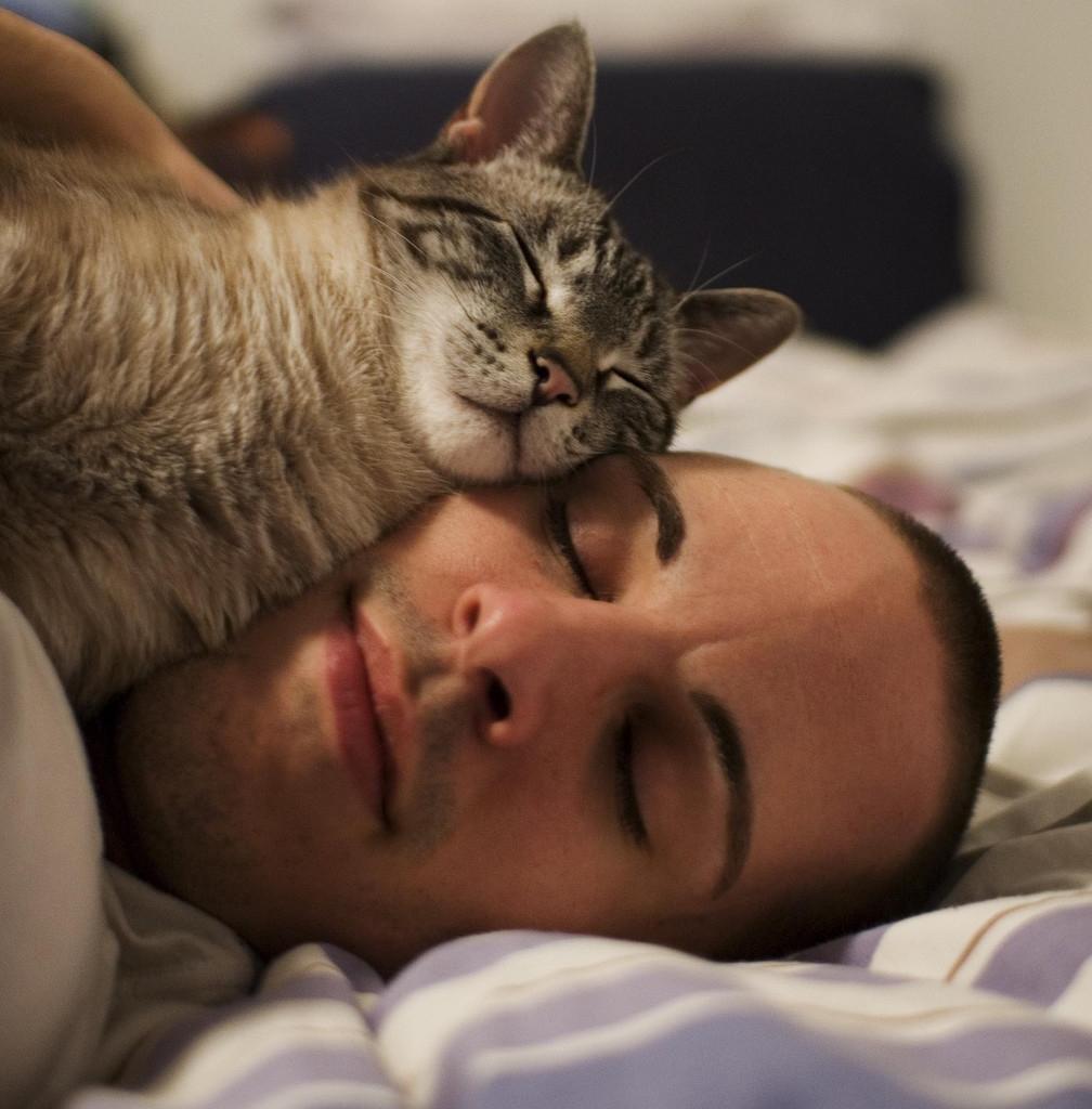 Как понять, что кошка тебя любит — признаки чувств питомца