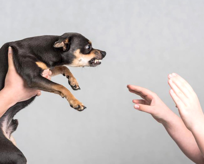 Боязнь собак: как называется эта фобия, как избавиться от страха