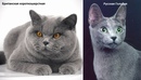 Расцветки британских кошек: мраморная, бежевая, лиловая