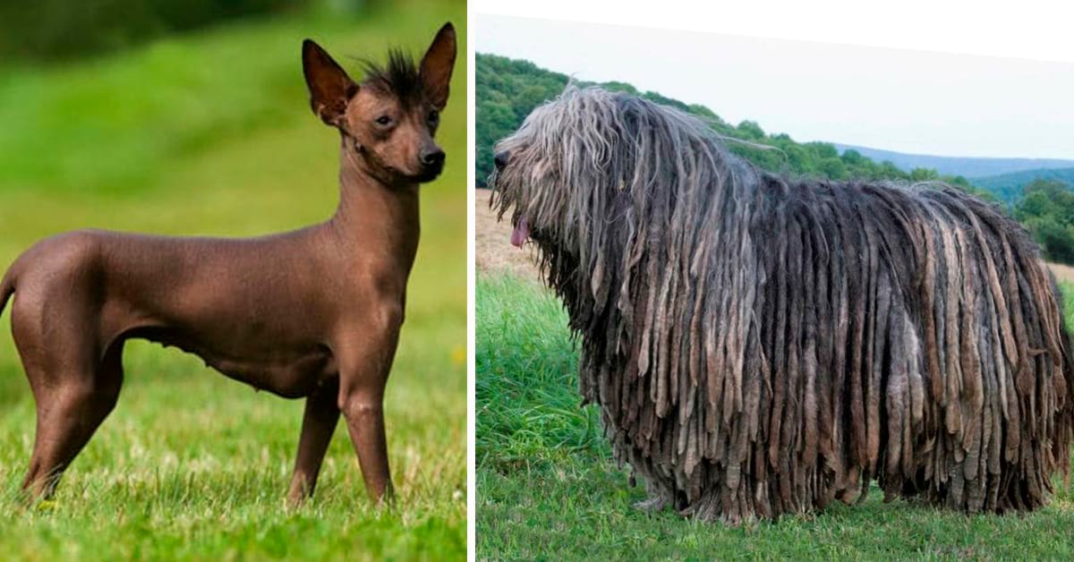 10 необычных пород собак, о которых мало кто слышал
