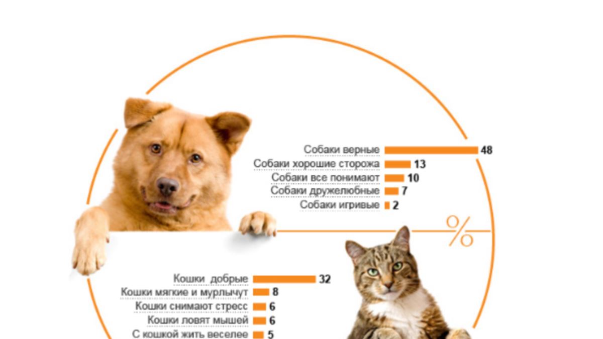 10 причин, почему кошек содержать проще, чем собак