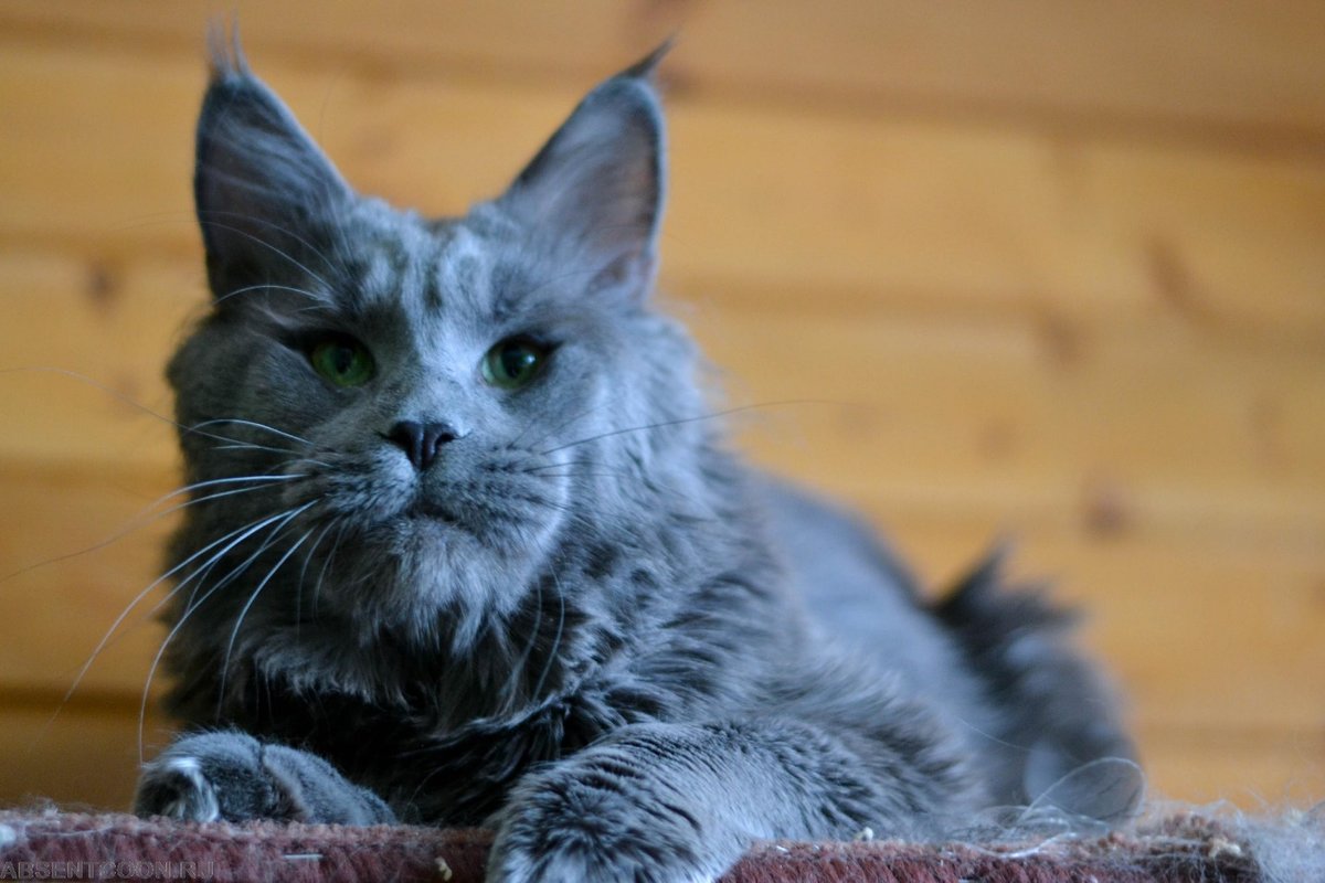 Красивые кошки: самые лучшие породы в мире