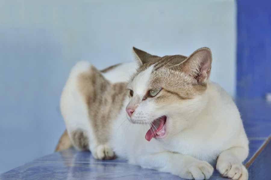 Кот хрипит и тяжело дышит: что делать