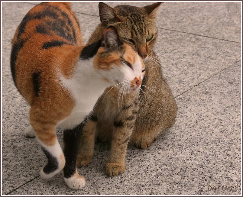 Кошачья любовь: как коты и кошки ее проявляют