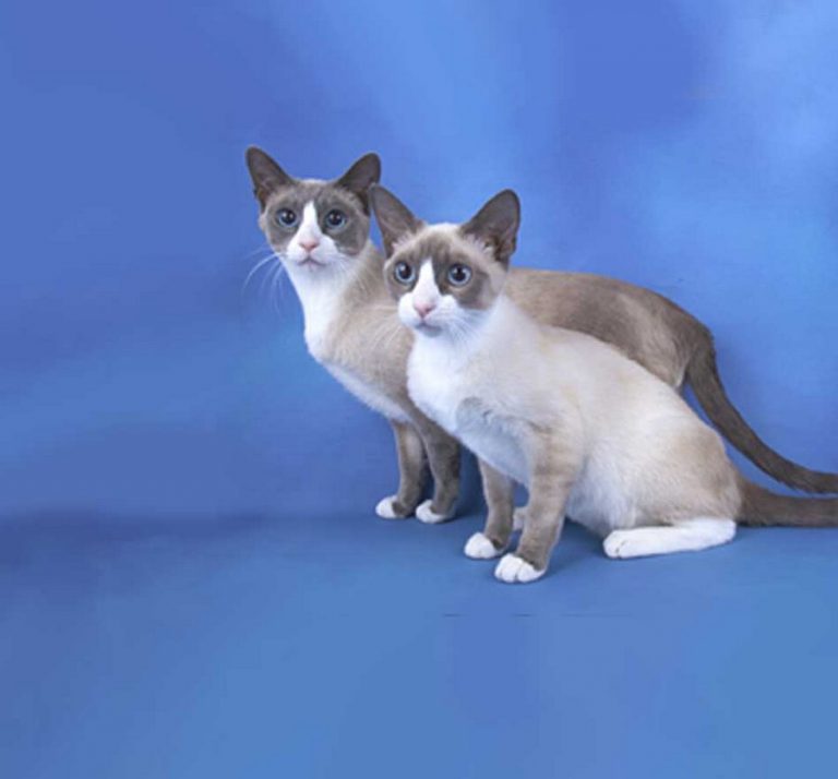 Сноу шу (порода кошек): особенности и внешний вид