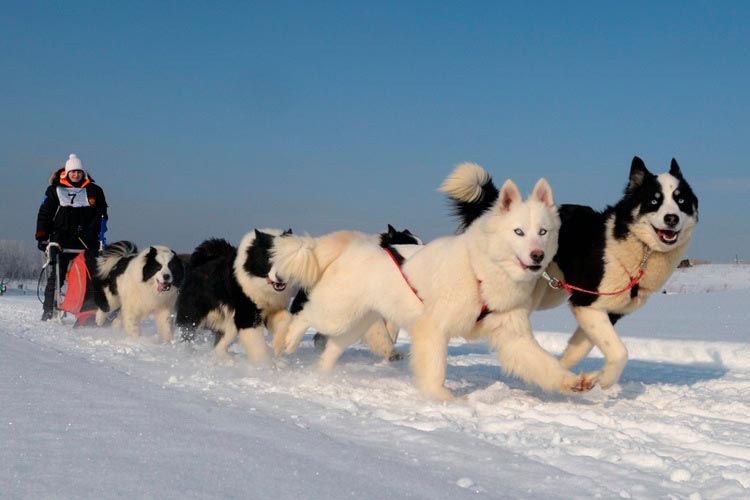 Якутская лайка: характеристика породы собак