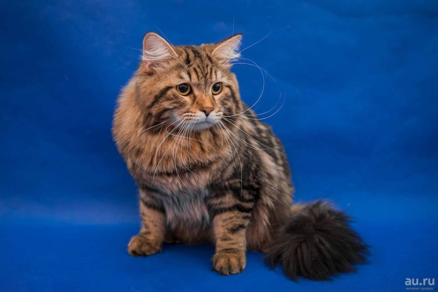 Сибирская кошка (Сибирский кот)