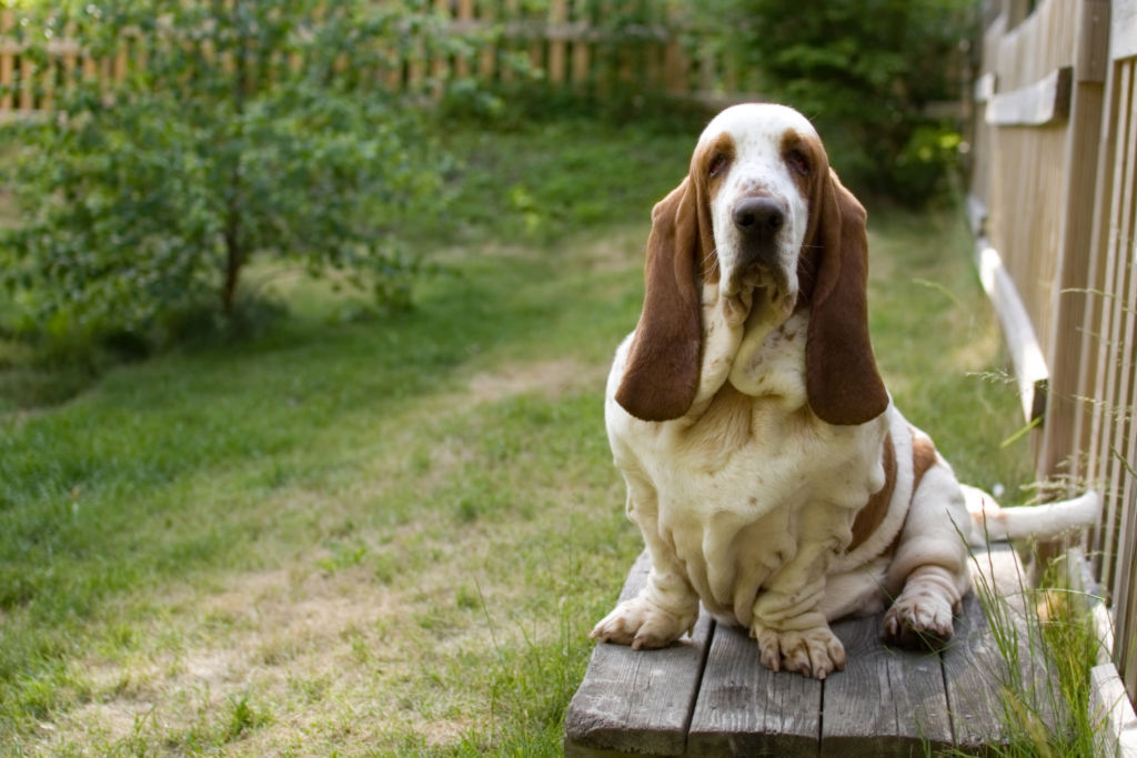 Собаки с большими ушами: список популярных и редких пород