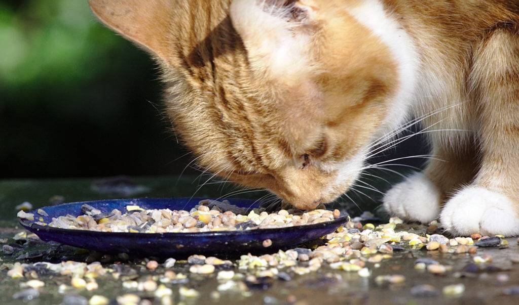 Кот плохо ест и худеет: причины, но активный