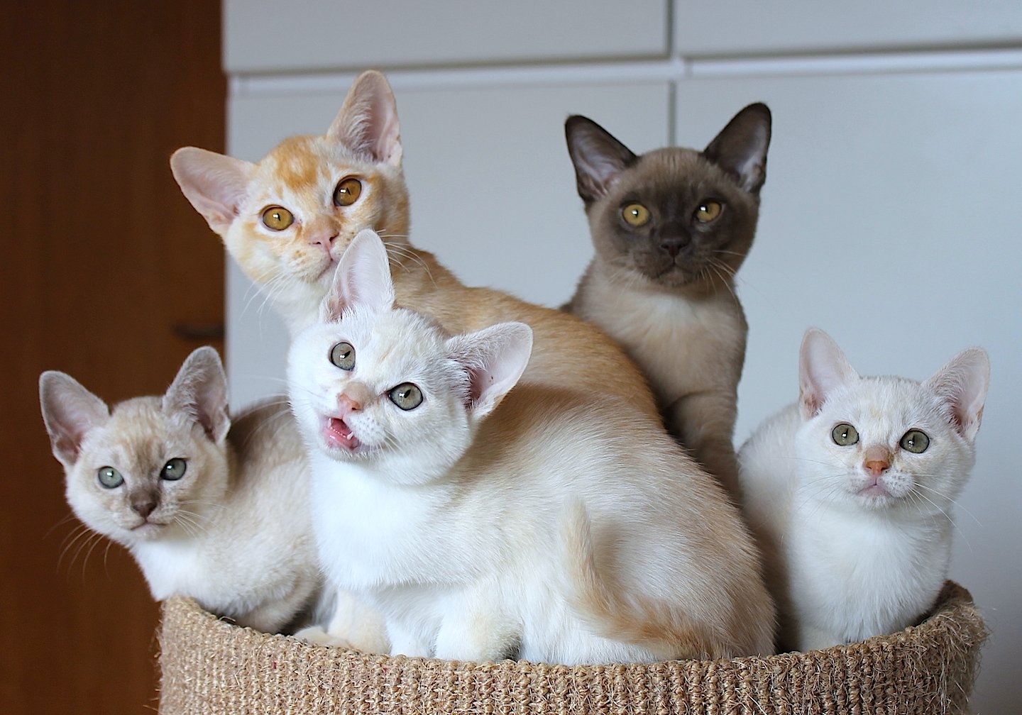 Бурмилла кошка — длинношерстные и короткошерстные коты