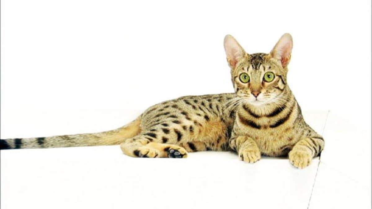 Серенгети (кошка): описание породы и характера