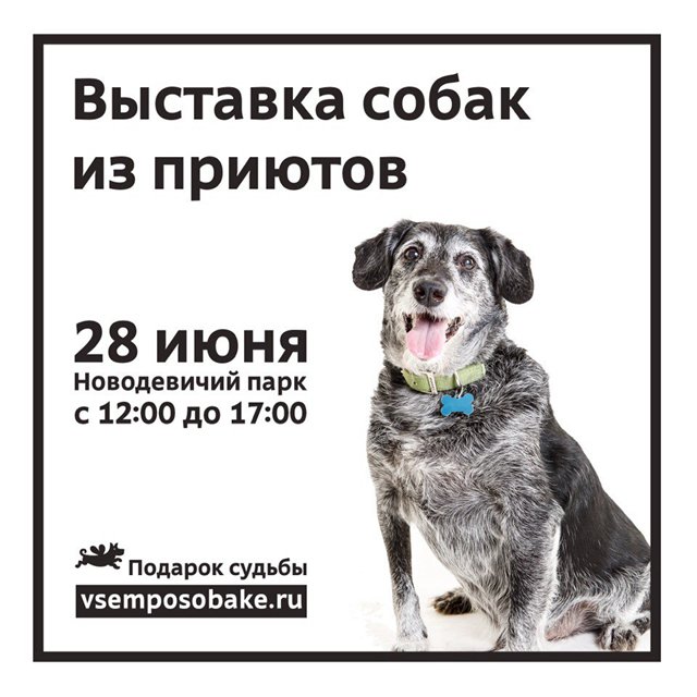 Выставка бездомных собак из московских приютов