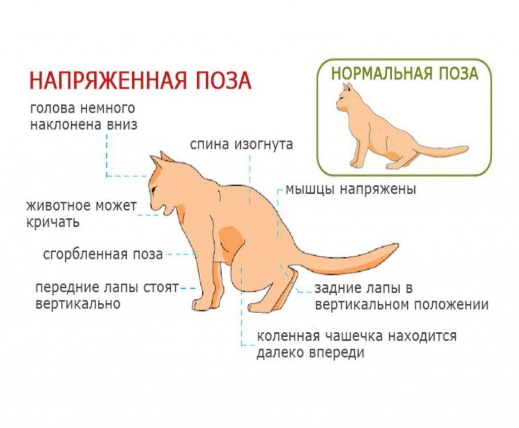 Проблемы с мочеиспусканием у котов, кошек и котят