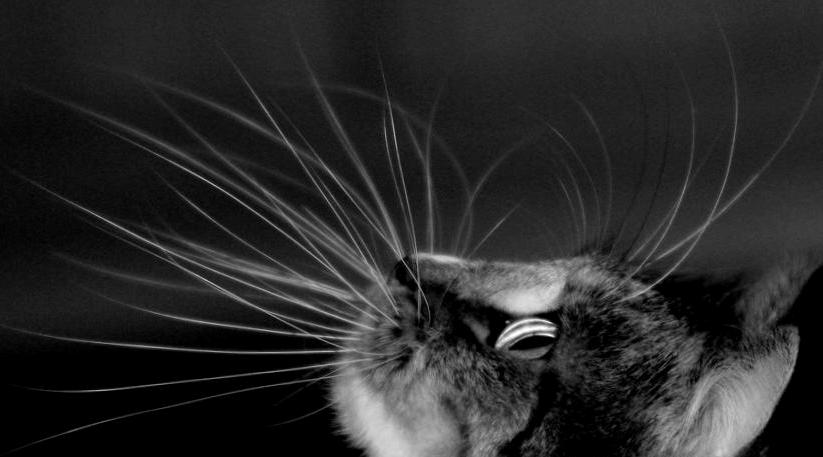 Зачем кошкам усы: основные функции и как называются по-научному