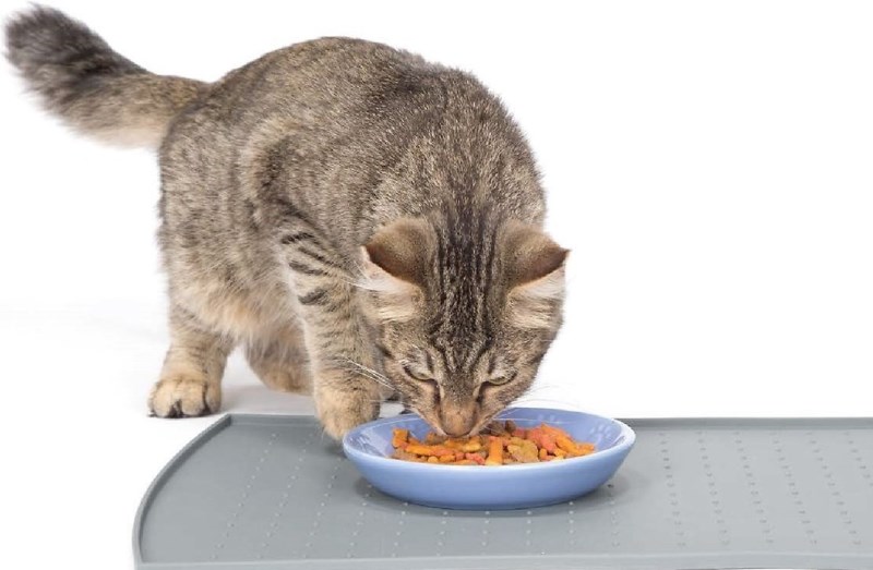 Почему кошки закапывают еду — рядом с миской и что это значит