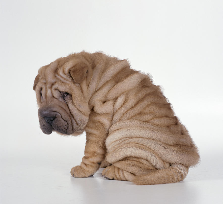 Собака со складками: морщинистая порода питомцев