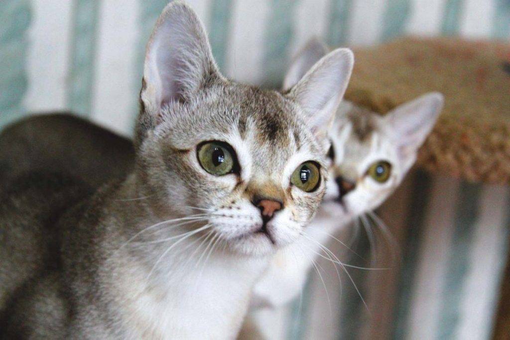 Сингапурские кошки и коты