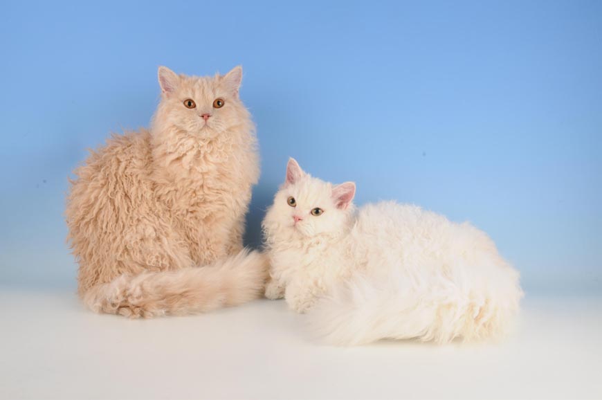 Особенности внешности, характера и содержания кошек породы селкирк рекс