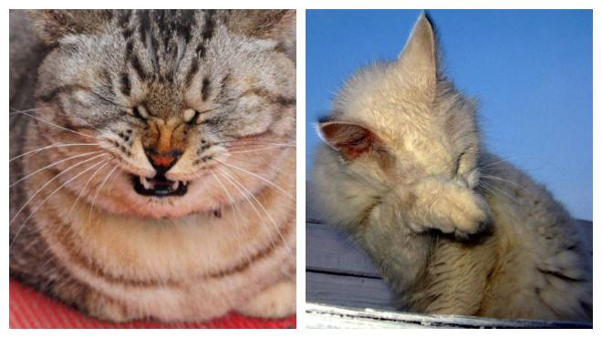 Кот чихает: причины и помощь питомцу