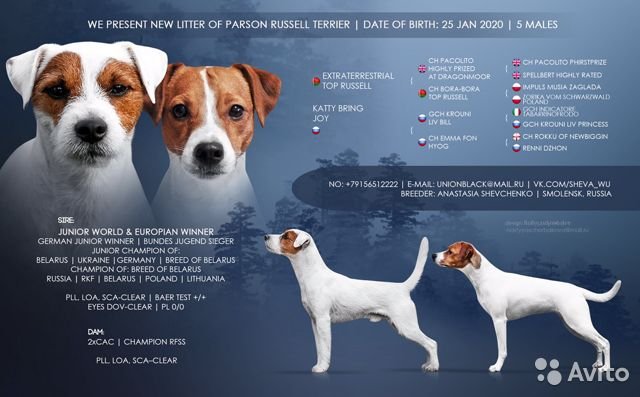 Парсон рассел терьер: описание породы собак