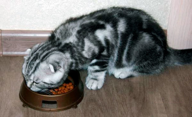 Шотландская вислоухая кошка: уход и кормление в домашних условиях