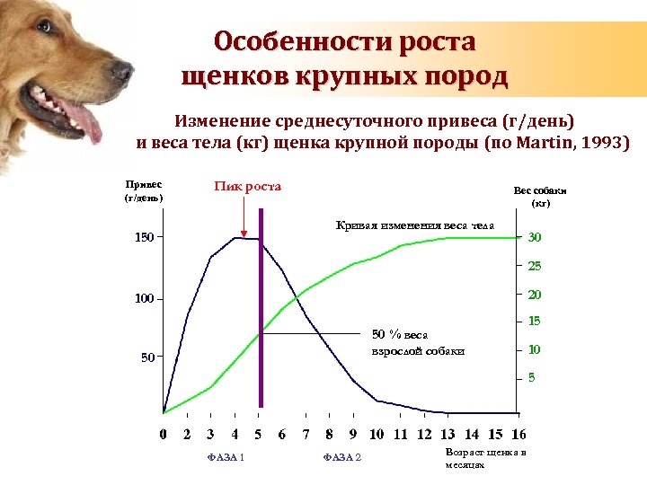 Нормальная температура у собак: какая должна быть