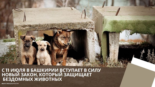 Организация защиты животных «Четыре лапы» бесплатно стерилизует 300 бездомных животных