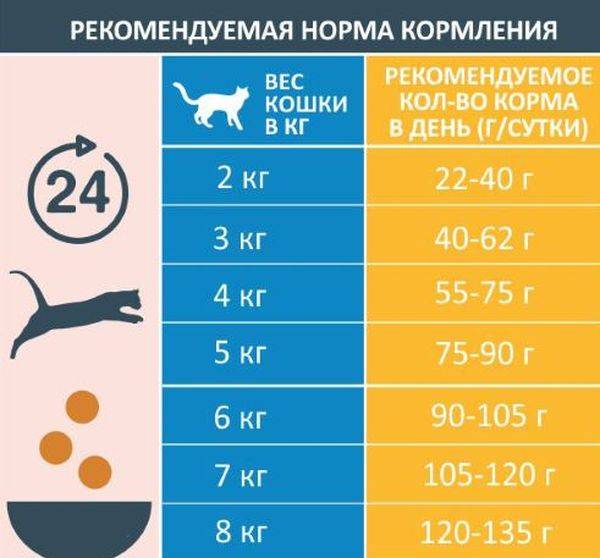 Чем кормить котенка 2 месяца: сколько раз в день и какой пищей