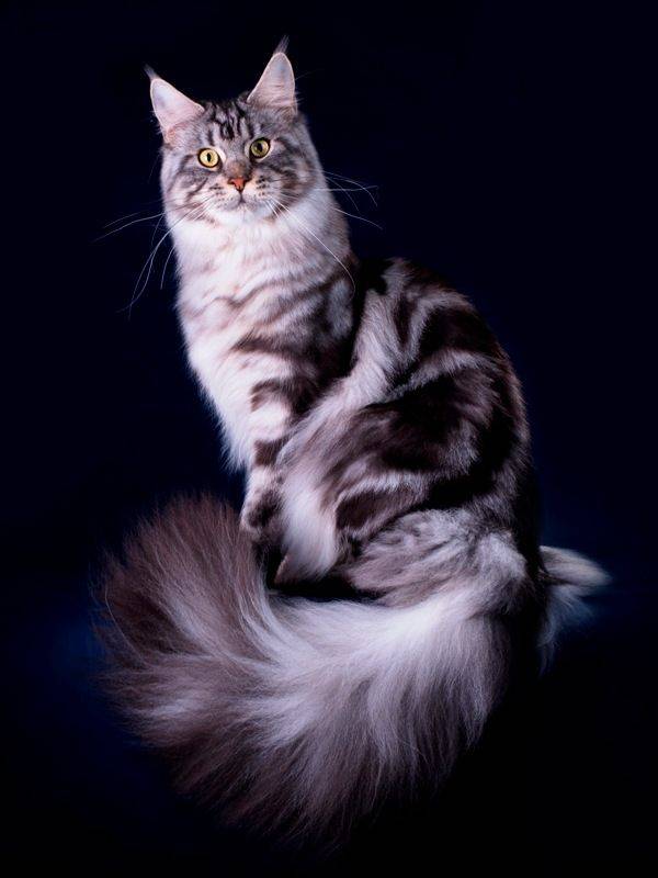Мейн-кун — описание породы котов и кошек